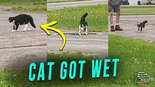 Home Cat Ran Away From a Man and Got Her Paws Wet