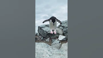 Slow Mo Pingo Documentary Animals Nature 