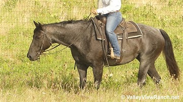 Blue***For info, price, etc., go to our website: ValleyViewRanch.net***