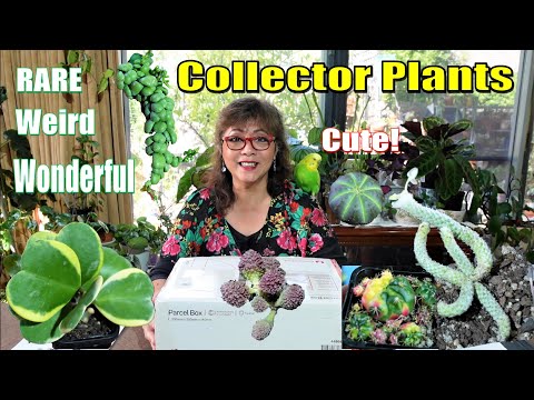 Here Is A Technique That Is Helping Visit This Web-site On Best Place To Buy Cactus Online