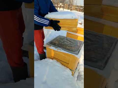 ЗИМОВКА ПЧЁЛ В
