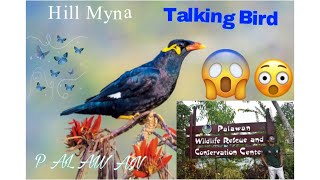 Talking Bird Hill Myna In Palawan