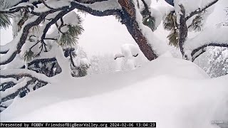 FOBBV CAM🦅Where Is Jackie❓BIG Shake Off❗️Snow Keeps Falling❄️Jackie Gets Buried Again❄️2024-02-06