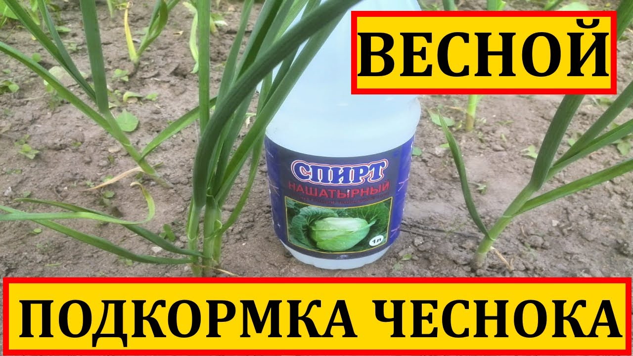 Чеснок весной подкормка после зимы. Весенняя подкормка чеснока. Подкормка чеснока ранней весной. Первая Весенняя подкормка чеснока. Весенняя подкормка чеснока озимого.