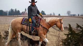 THE BIG DUKE 2013 APHA Gelding   JM Select Horses