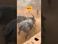 #shorts #trending #bull #strongbull #animals #buffalocheck #cow #bullfarm #farming #shortvideo