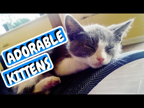 Cutest Cats | Cute Kittens | Cat Compilation