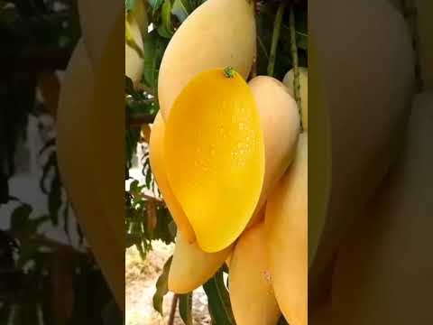 #split MANGO MOM!  #shortvideos #viral