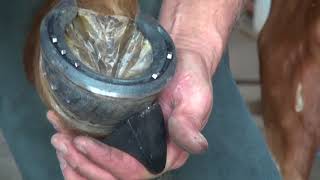 Trimming and Shoeing a Barrel Horse Using the Diamond Tracker by Kerckhaert - Part 3