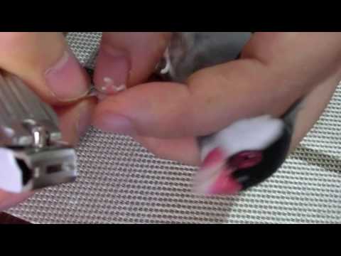 桜文鳥ほーちゃんの爪切りの場合 文鳥動画 Java sparrow