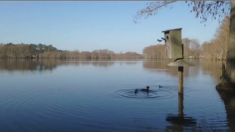 Punky ~ The Hooded Merganser