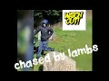 Lamb Moving Day To The Field #lambingseason #lambs #farminglife #myfarminglifeandme