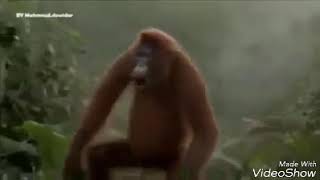 Coki coki coklat asli