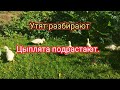 Утят разбирают, цыплята подрастают.