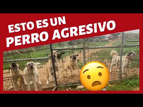 ¿¿¿PERRO AGRESIVO??? APRENDE A IDENTIFICARLO