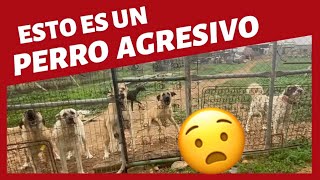 APRENDE a IDENTIFICAR un PERRO AGRESIVO (La agresividad NO ES lo que CREES)