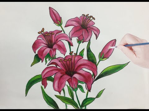 VẼ HOA LY - DRAWING LILY