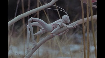 2025 SBIFF Trailer - ON WEARY WINGS GO BY (Linnud läinud)