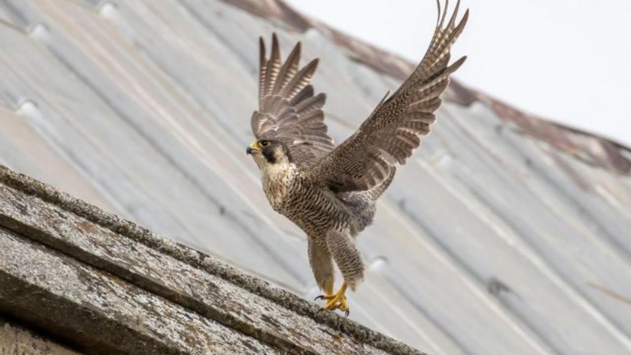 Dumbasiga qalam yopishtiradi Dumbasiga qalam yopishtiradi