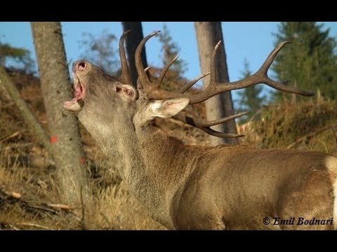 Viaţa sălbatică în munţii Bucovinei TOAMNA - Wildlife in bukovina&rsquo;s mountains during AUTUMN