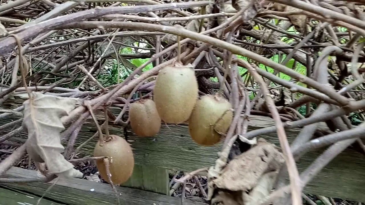 kiwi fruits, back yard in new zealand - YouTube