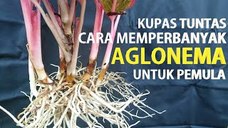 #49 Bongkar Rahasia!! Cara Memperbanyak AGLONEMA untuk Pemula!! 1 Pot jadi Banyak !!