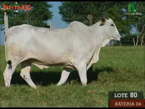 LOTE 80