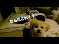 【隠し撮り】飼い主が寝た後の犬達の様子が面白すぎた