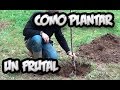 Como Plantar Un Arbol Frutal || Vergel Organico || La Huertina De Toni