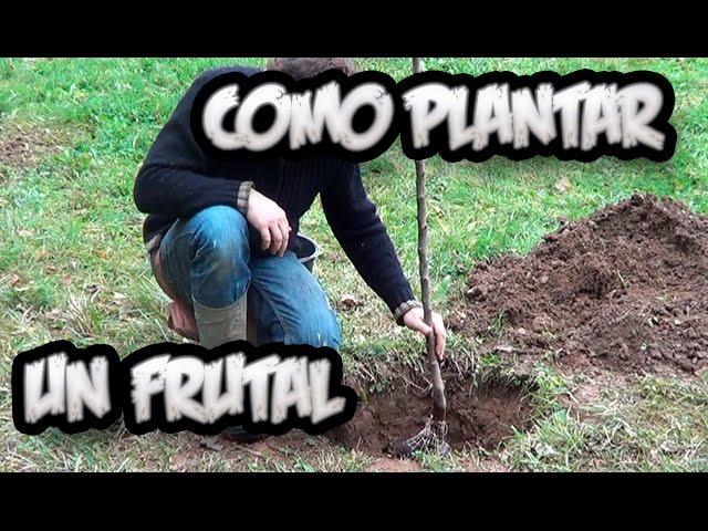 Como Plantar Un Arbol Frutal || Vergel Organico || La Huertina De Toni -  YouTube