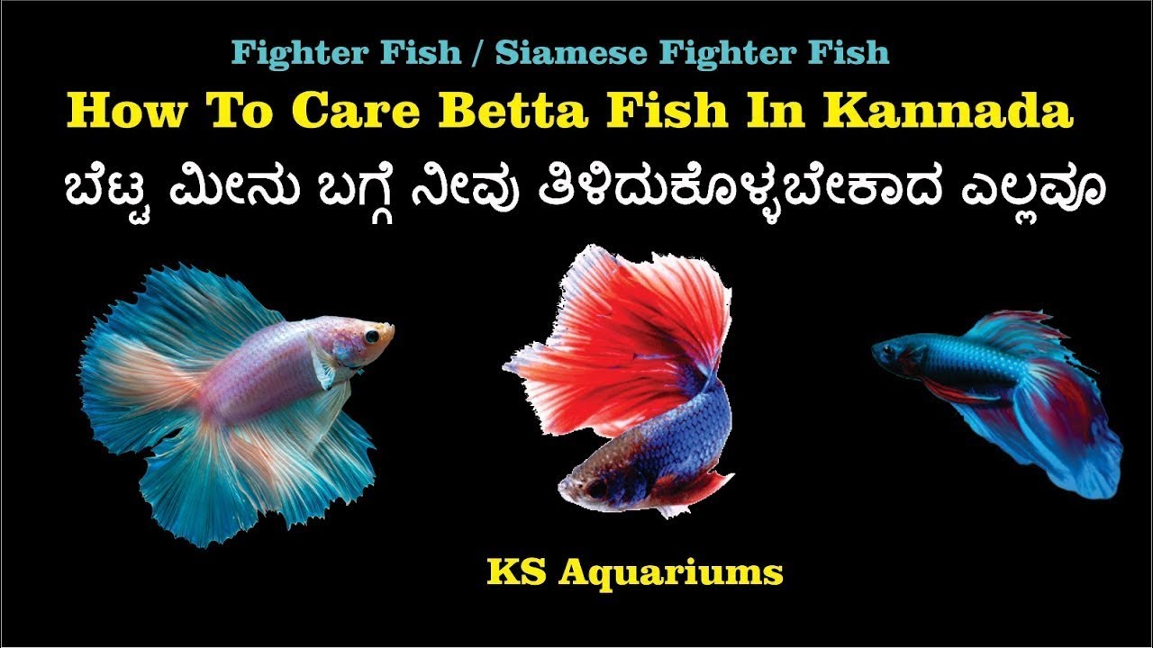 How to care Betta fish in Kannada ಬೆಟ್ಟ ಮೀನು ಬಗ್ಗೆ ನೀವು ...