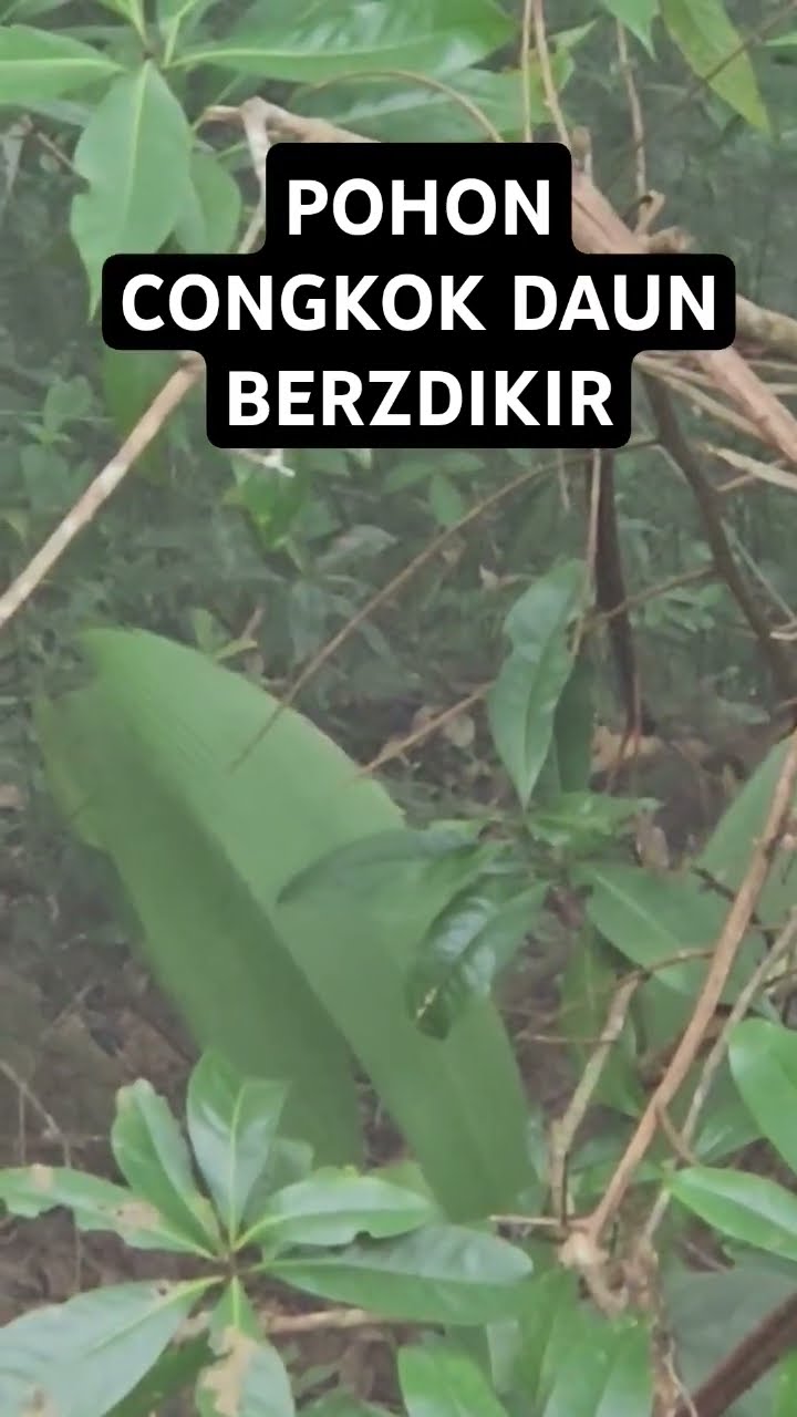 Daun Pohon Bergerak Sendiri