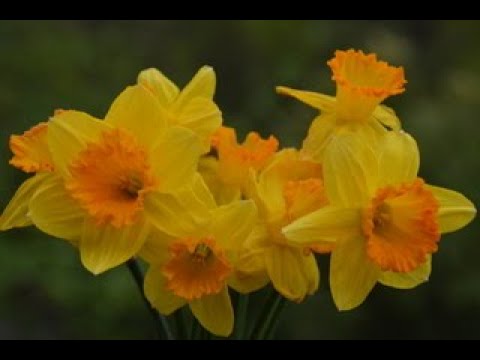 Videó: Antik kerti növények – Örökségi hagymák termesztése a kertben