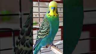 Bu Ses Kuşların Zayıf Noktası Olabilir 🐦 #muhabbetkuşu #birds #birdsong #budgies #talkingparot