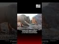 Фото редких животных Нарынского природного заповедника