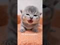 Cute kittens ❤️ #kittens #catlovers #kittenlife #animals #funnykittens #reelschallenge #catvideos