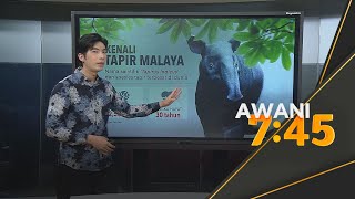 Kenali Tapir Malaya