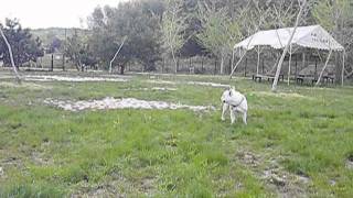 At a dog run in Aich Prefecture. 愛知県のドッグランにて。 http://ww...