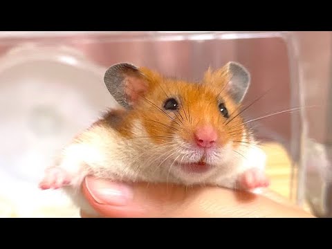 手乗りにハマったハムスターが甘えん坊で可愛い ゴールデンハムスター おもしろかわいい お迎え60日目 Youtube 手乗りにハマったハムスターが甘えん坊で可愛い ゴールデンハムスター おもしろかわいい お迎え60日目 Youtube