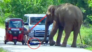 Terrible elephant attack in Jungle Road