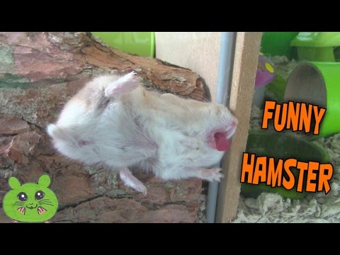 a-cute-old-hamster-(funny-montage)