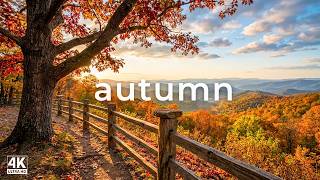 (No Ads) Peaceful Autumn Escape 🍂 Colorful Forest Scenery with Nature Sounds & Soft Piano Music screenshot 4