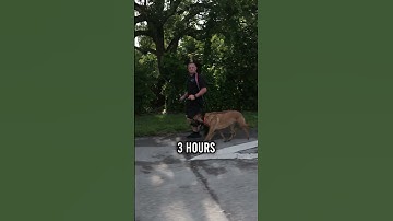 Klaar om een Belgische Mechelaar te bezitten? Niet zonder eerst dit te bekijken.