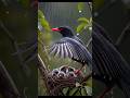 Nature's Symphony: The Most Beautiful Bird Songs