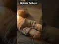 Büyünün Tarihçesi #gizemlervebilinmeyenler #gizem #youtube #youtubeshorts #tarih #bilgi #magic