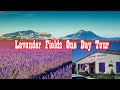 Lavender and sunflower fields blog  champs de tournesol  france  tamil kataram