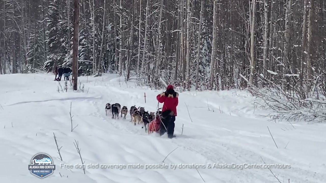 Alaska Sled Dog Race - Anna Nordin Bib #13 Tug 150 Goose Bay Inn - Feb 11 2023 // Kale Casey Live