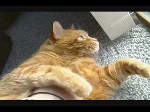  super  fat  cat  YouTube