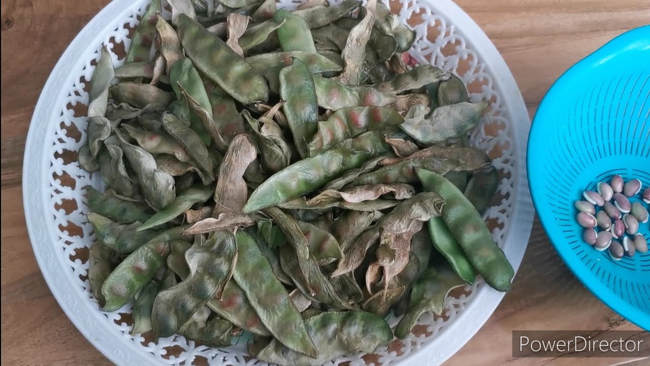 Harvesting seeds for next year YouTube