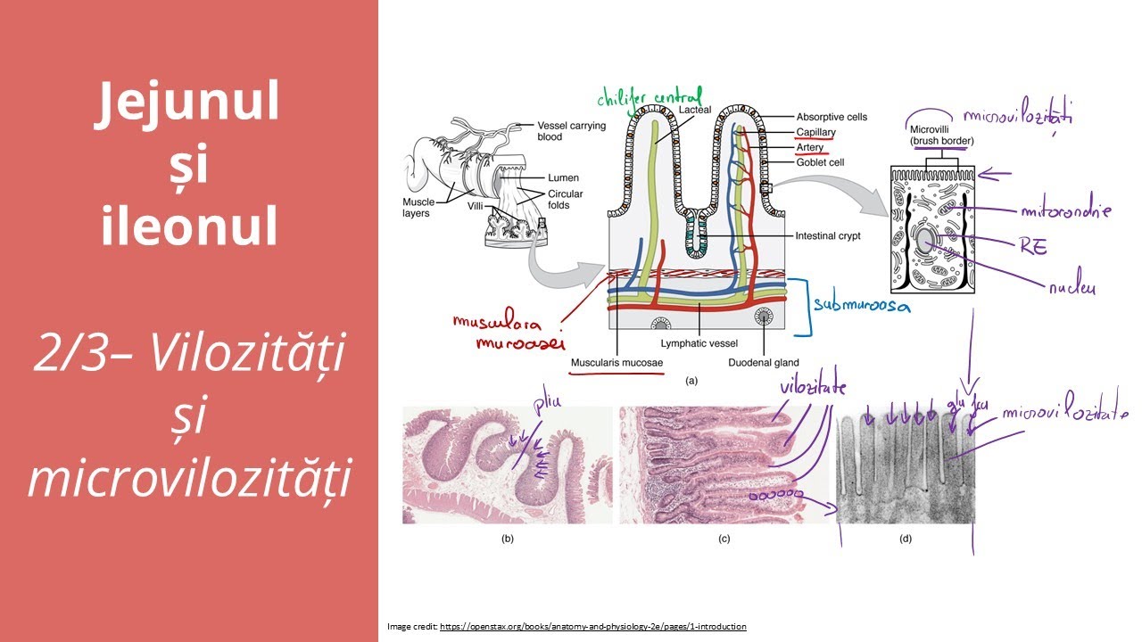 Jejunul și ileonul - 2/3 - Vilozități și microvilozități -  Barron's - Admitere la medicină